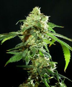 Cannatonic