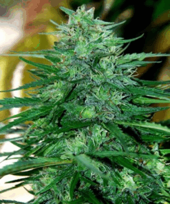 Caribe - 5PACK