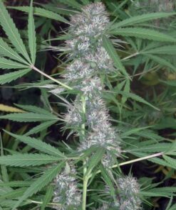 Caribe - 5PACK