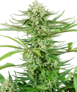 Cashew Kush - 5-pack