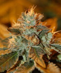 Cataract Kush