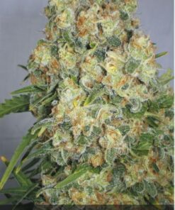 CBD Black Widow