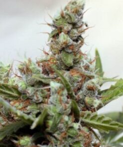 CBD Blue Shark