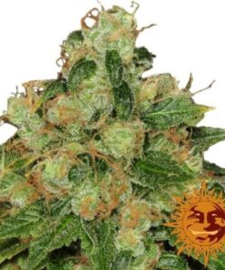 CBD Caramel - 10PACK