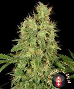 CBD Chronic - 6PACK