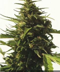 CBD Critical #47