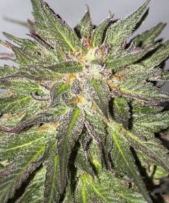 CBD Critical Cure