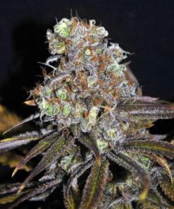 CBD Critical Mass