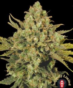 CBD-enriched Warlock - 6PACK