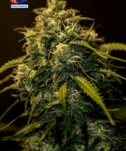 CBD + Jack Diesel - 5PACK
