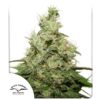 CBD Kush - 10-pack