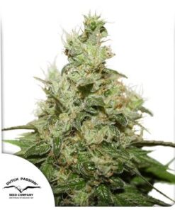 CBD Kush - 10-pack