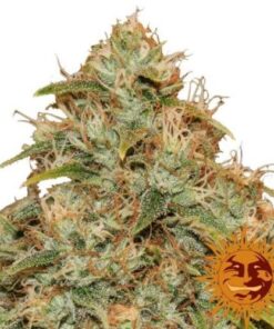 CBD Lemon Potion Auto