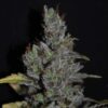 CBD MediHaze - 5PACK