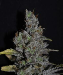 CBD MediHaze - 5PACK