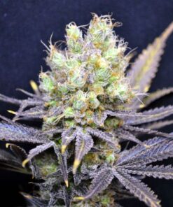 CBD Nordle