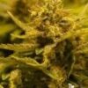 CBD OG