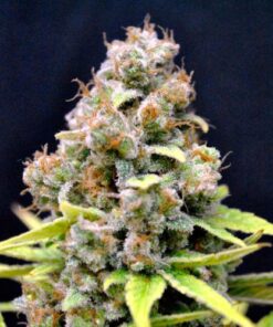 CBD Shark Shock