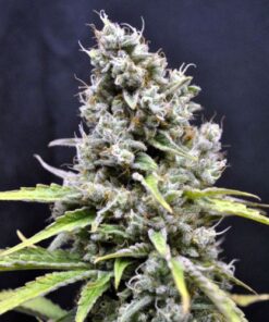 CBD Skunk Haze