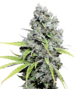 CBD Skunk Haze