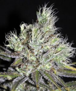 CBD Sweet & Sour Widow