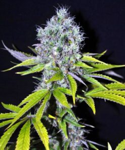 CBD Yummy