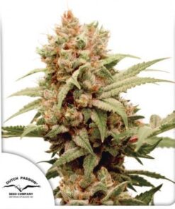 CBG-Force