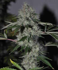 Chem 4 OG - 10-pack