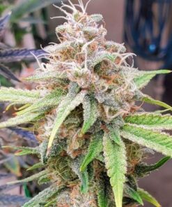 Chem T Haze - 15-pack