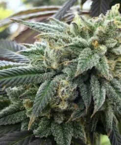 Chem Valley Kush - 6-pack