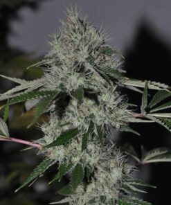 Chem4 OG