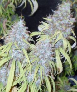 Chemdog Haze Freak - 10PACK