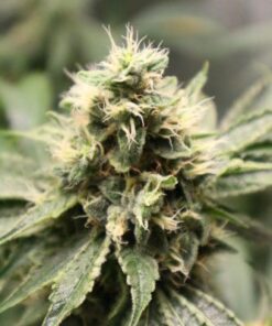 Chemhead OG - 5PACK