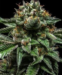 Chempie - 5PACK - Feminized - Ripper Seeds