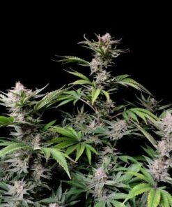 Cherry Cola Auto - 5-pack