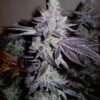 Cherry Cookie F2 - 11-pack