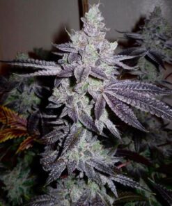 Cherry Cookie F2 - 11-pack