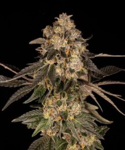 Cherry Fritter - 3-pack