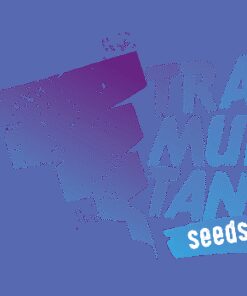 Cherry Mints x Purple Punch - 5-pack