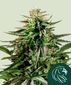 Cherry Pie