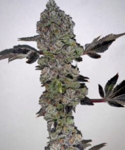 Cherry Rozay - 11-pack