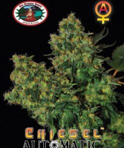 Chiesel Automatic - 5-pack