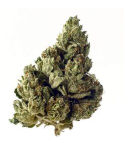Choco Kush Auto