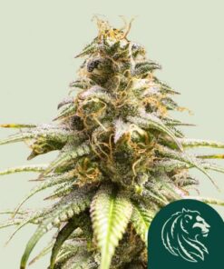 Chocolate Haze