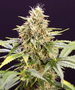 Chocolate Mint OG Auto - 5-pack