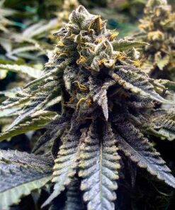 Chocolate Mint OG V2 - 5-pack