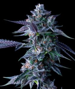 Chocolope - 5-pack