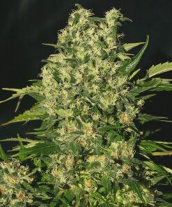 Chronic