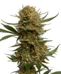 Chunky Cookies - 5-pack