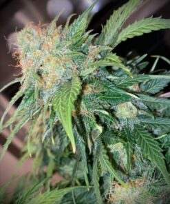 Clementine Cream Autoflower - 5-pack